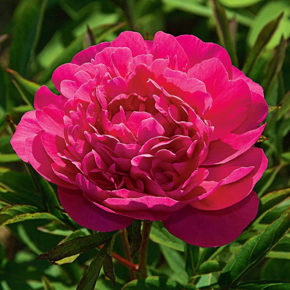 Paeonia lactiflora 'Kansas'
